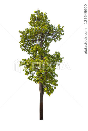 Isolated single tree greenery botanical 125649600