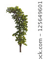 Isolated single tree greenery botanical 125649601