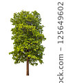 Isolated single tree greenery botanical 125649602