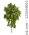 Isolated single tree greenery botanical 125649603