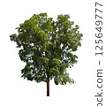 Isolated single tree greenery botanical 125649777