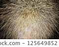 Fireworks, Large ball, Kamuro Chrysanthemum 125649852