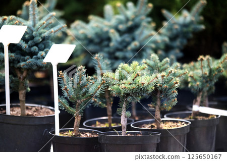 Saplings of pine, spruce, fir and other coniferous trees in pots in plant nursery 125650167