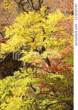 Autumn foliage on the hiking trail at Mount Kumotori in Tokyo 125650185