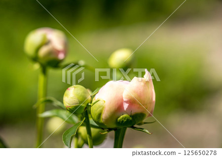 Early summer colors: peony buds Early summer colors: peony buds 125650278