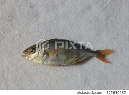Young amberjack 125650285
