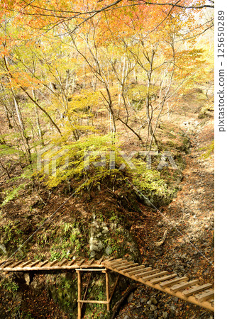 Autumn foliage on the hiking trail at Mount Kumotori in Tokyo Autumn foliage on the hiking trail at Mount Kumotori in Tokyo 125650289