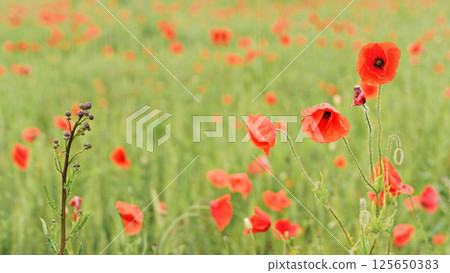 Rain falling on wild red poppies growing in filed of green unripe wheat Rain falling on wild red poppies growing in filed of green unripe wheat 125650383