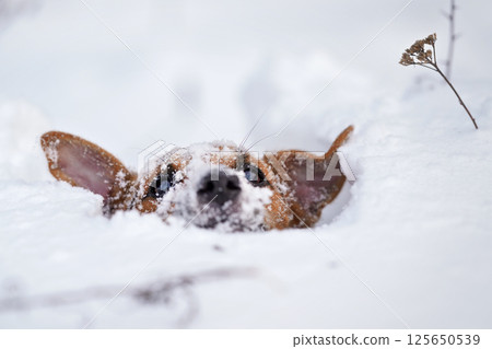 Small Jack Russell terrier dog crawling in very deep snow, detail on only her hair visible in white crystals Small Jack Russell terrier dog crawling in very deep snow, detail on only her hair visible in white crystals 125650539