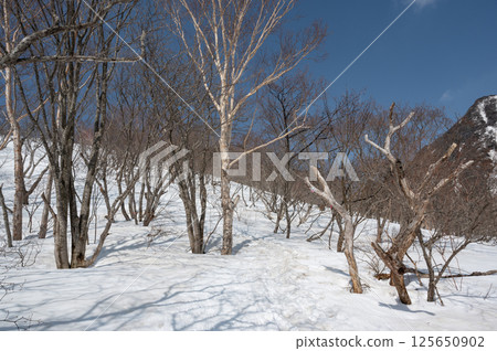 四月那須山登山道的風景 125650902