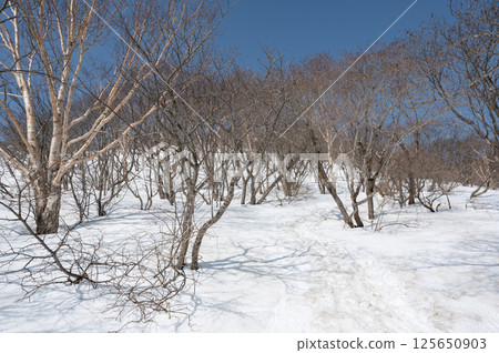 四月那須山登山道的風景 125650903