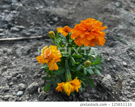I planted marigolds in my spring garden. I planted marigolds in my spring garden. 125651110