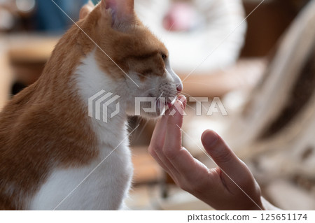 Stroking a cat, brown tabby white Stroking a cat, brown tabby white 125651174