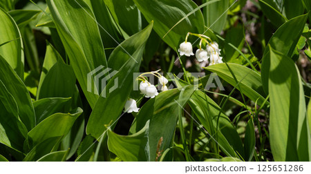 鈴蘭盛開 125651286