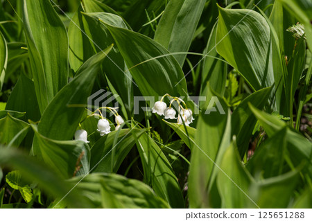 Lily of the valley blooms Lily of the valley blooms 125651288