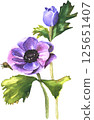 Anemone flower in watercolor style 125651407