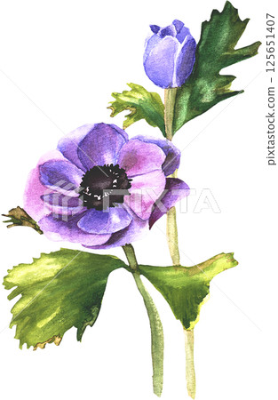 Anemone flower in watercolor style 125651407