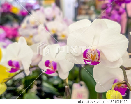 Beautiful Phalaenopsis Flowers ~Red Lips~ 125651411