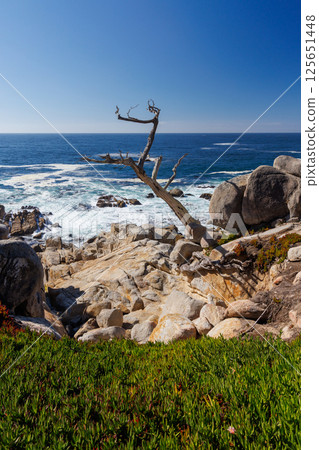 Coastal landscape in California Coastal landscape in California 125651448