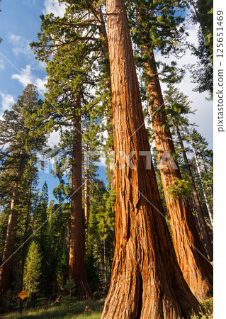 Giant Sequoia Trees in Sequoia National Park 125651469