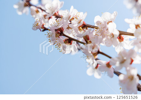 Blooming cherry blossom tree in spring, with delicate pink flowers Blooming cherry blossom tree in spring, with delicate pink flowers 125651526