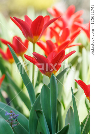 Vibrant red tulips in full bloom Vibrant red tulips in full bloom 125651742