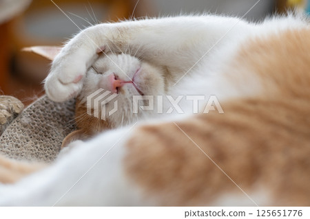Cat sleeping with head in hand, brown tabby and white 125651776