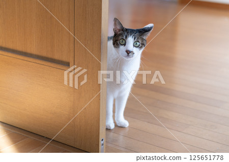 Cat peeking through the gap in the door - Kijitora cat 125651778