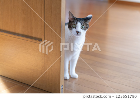 Cat peeking through the gap in the door - Kijitora cat Cat peeking through the gap in the door - Kijitora cat 125651780