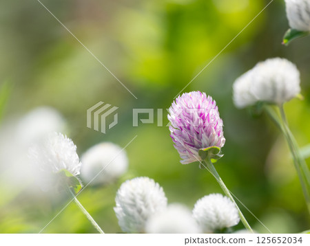 可愛的粉白色花朵，百日菊 125652034