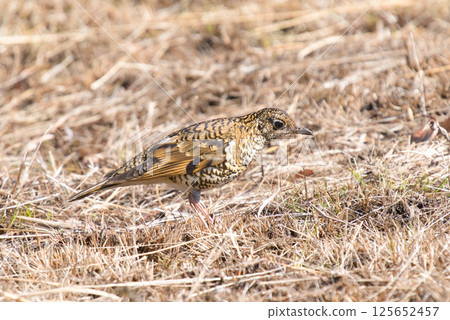 Brown Thrush Standing in Dead Grass 125652457