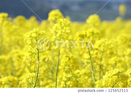 Vibrant rape blossoms blooming in a rapeseed field 125652513