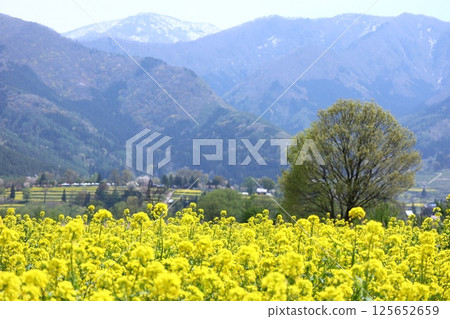 Mountains seen from the rapeseed fields of Iiyama City 125652659