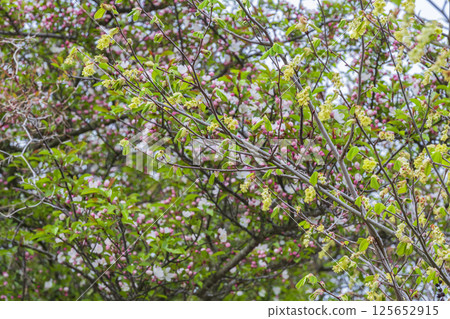 Nokaido and Kirishima dogwood of Ebino Plateau 125652915