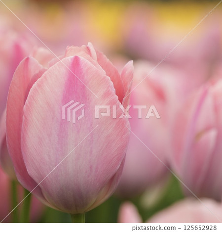 Bright pink tulips - close up 125652928