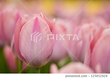 Bright pink tulips - close up 125652929
