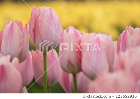 Bright pink tulips - close up Bright pink tulips - close up 125652930