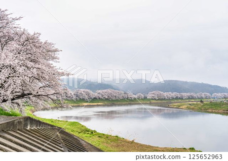 宮城縣小河原町一目千本櫻染井吉野 125652963