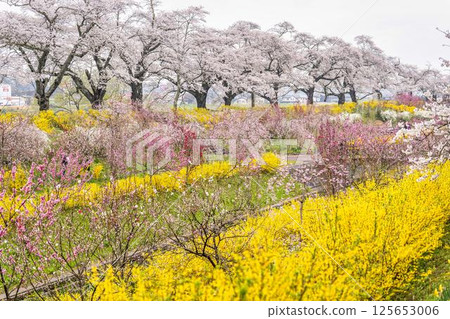白石川河堤 人見千本櫻 白石川千本櫻 宮城縣大河原町染井吉野櫻花 白石川河堤 人見千本櫻 白石川千本櫻 宮城縣大河原町染井吉野櫻花 125653006