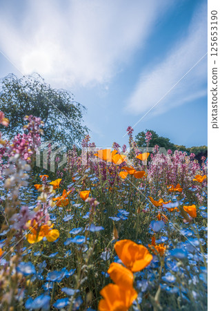 Spring colorful flowers Spring colorful flowers 125653190
