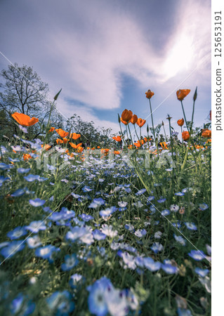 春天的風景與盛開的 nemophila 花 125653191