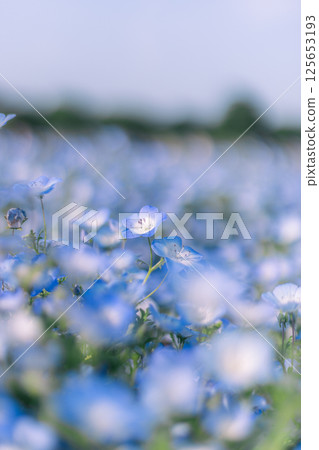 公園裡的藍色粉蝶花 125653193