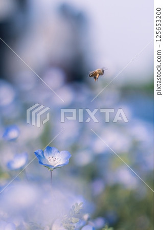 Nemophila and a flying bee 125653200
