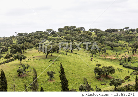 Beautiful landscape with wildflower meadows in Parque Natural do Vale do Guadiana, near Mertola, Portugal, Alentejo Beautiful landscape with wildflower meadows in Parque Natural do Vale do Guadiana, near Mertola, Portugal, Alentejo 125653271