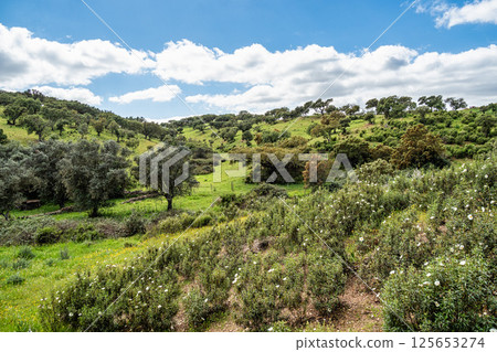 Beautiful landscape with wildflower meadows in Parque Natural do Vale do Guadiana, near Mertola, Portugal, Alentejo 125653274