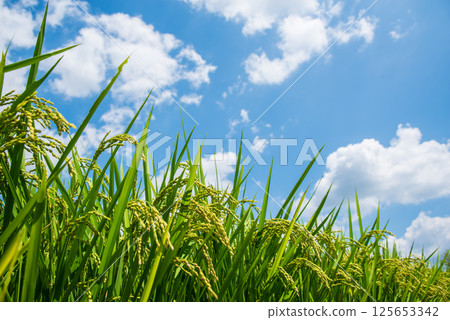 Summer rice (August) 125653342