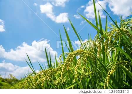 Summer rice (August) 125653343