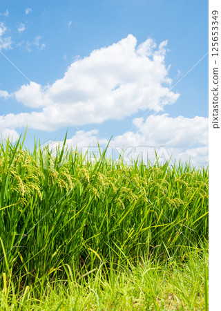 Summer rice (August) 125653349