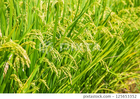 Summer rice (August) 125653352