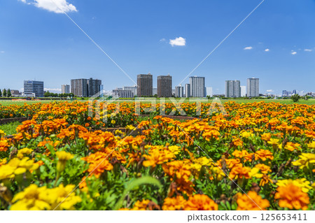 遍佈玉川綠地和川崎公寓大樓的萬壽菊花田[神奈川縣川崎市 - 東京都大田區] 125653411